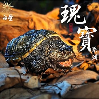 カミツキガメの甲羅 オブジェ 亀 カメ カミツキガメ インテリア 置物フィギュア Amazon.co.jp: カミツキガメの甲羅 オブジェ 亀 カメ